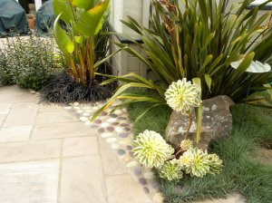 Rock with succulents