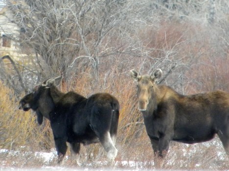 Moose mom and male calf