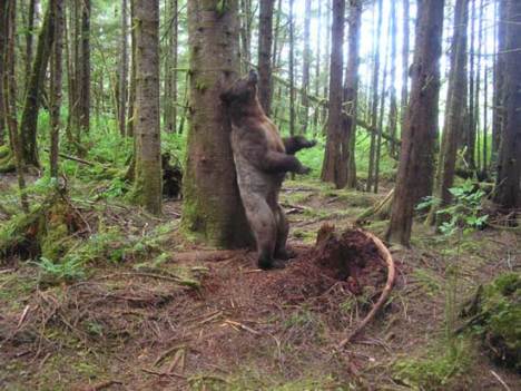 Bear scent trees and leave their hairs