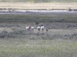 coyote pronghorn