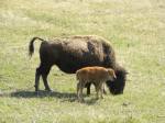 bison with newborn