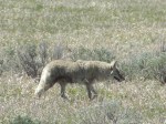 Coyote