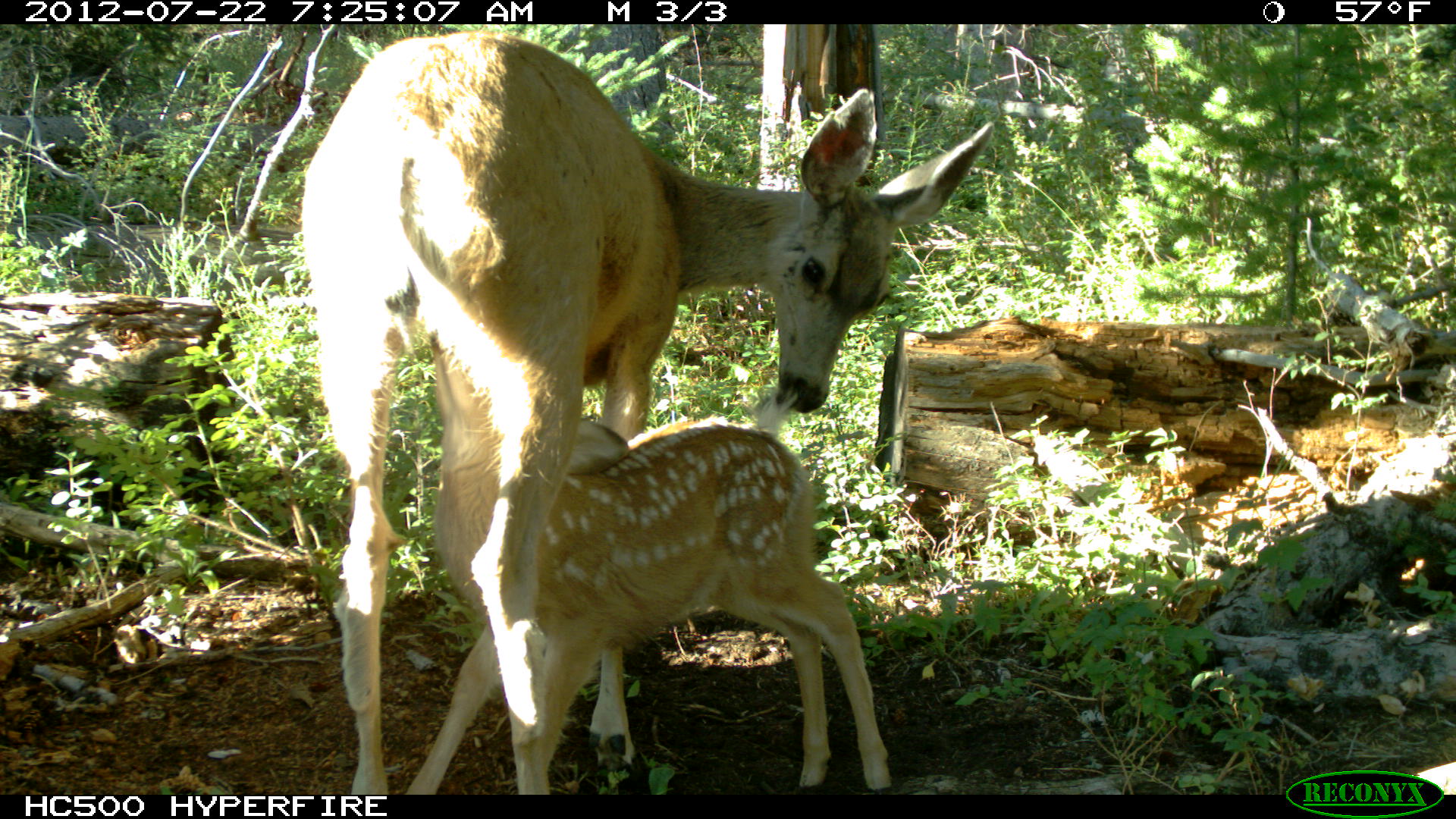 Fawn nursing