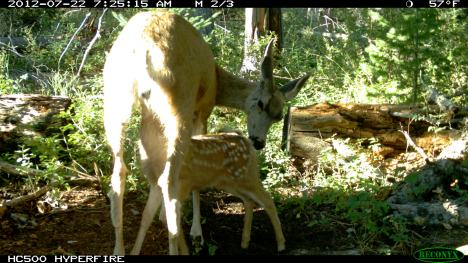 Deer and fawn nursing