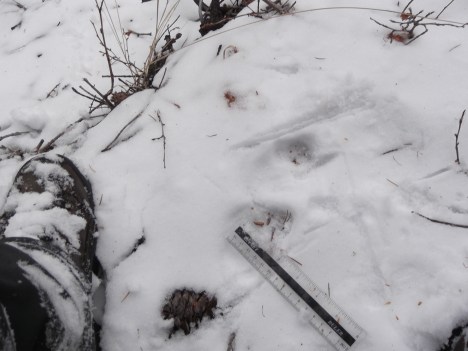 Scale shows width of track