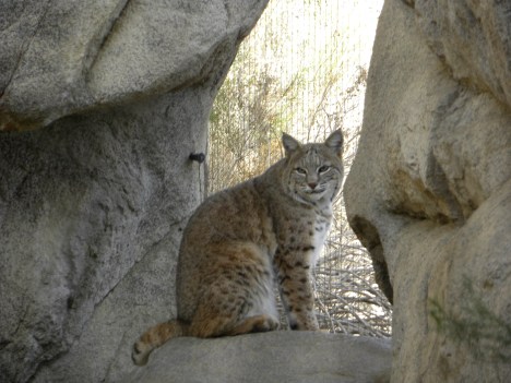Photo I took of a bobcat in Palm Springs wildlife zoo.  He looks like he wants to get out there.