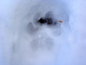Left Hind cougar