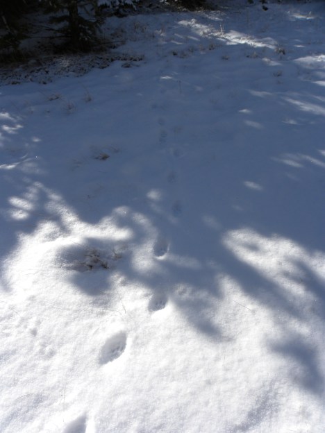 21" stride direct register made me think he was trotting or just a big bobcat walking