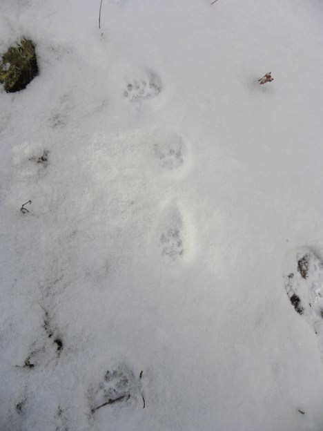 This cat was almost completely direct registering but here he did a curious things