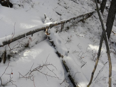 Cats like to walk on downed logs to help hide their scent