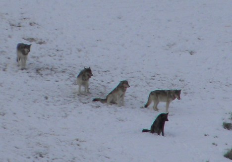 The YNP wolves visited Sunlight this winter for a few months.