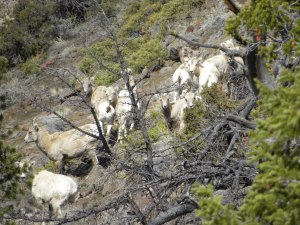 Bighorn sheep