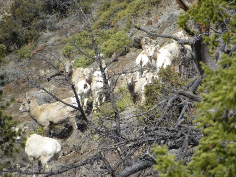 Bighorn sheep