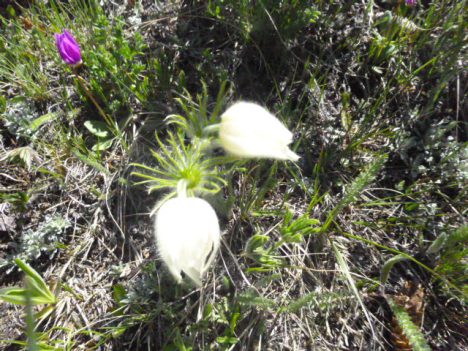Unusual to see a white pasque flower