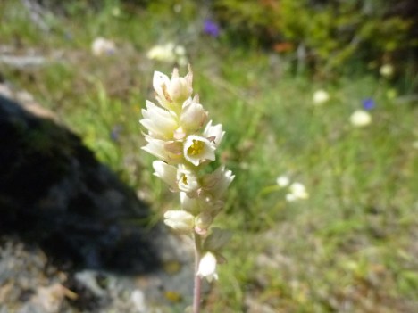 Round leaved Alumroot