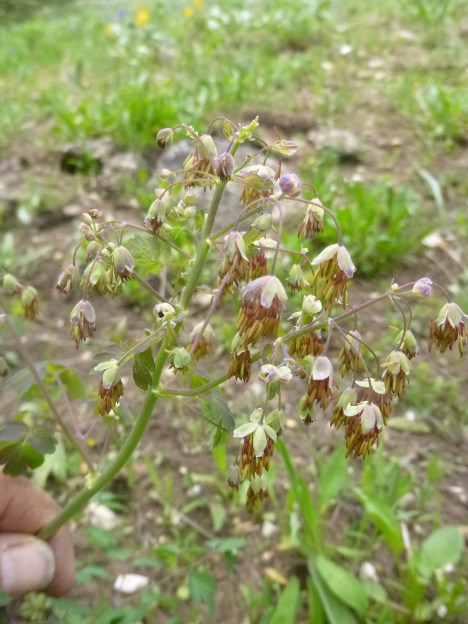 Western meadowrue male flowers