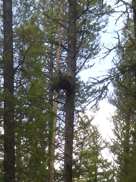 Goshawk nest
