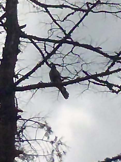 Goshawk resting during dive-bombing me