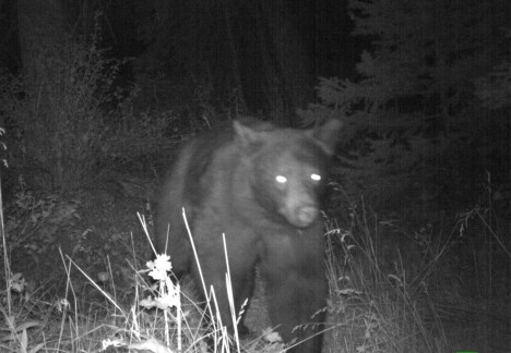 Young bear yesterday coming to look for berries
