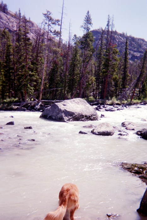 Dinwoody Creek.  Koda finds a drink.  The river ran so fast I had to keep him away.