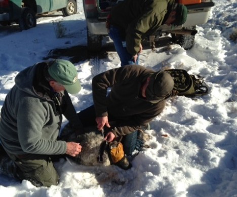 Not today's wolf but here is an example of collaring.