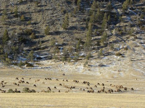 This is a large herd of about 350 elk. No snow in January