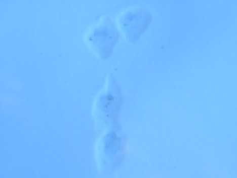 Front feet are in the rear and the back feet on top. Look how big and wide the back feet are, like a snowshoe. Hence, the name