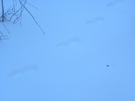 Distinct weasel-type prints 2x2