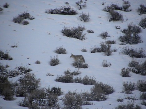 Here's the fellow.  Who knows what happened to his leg.