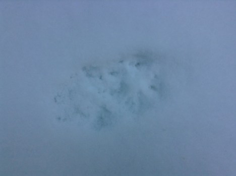 Fox track close-up
