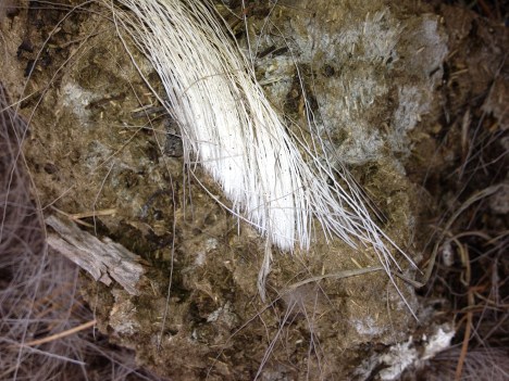 Haircut look.  Hair is sheared off.