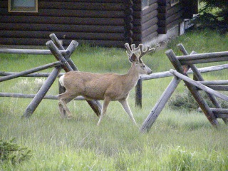 Deer with emerging antlers--in velvet