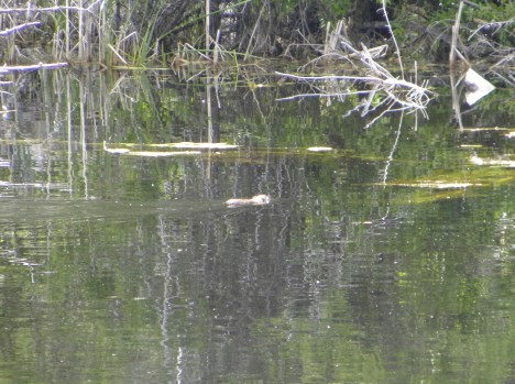 Muskrat photo finally!