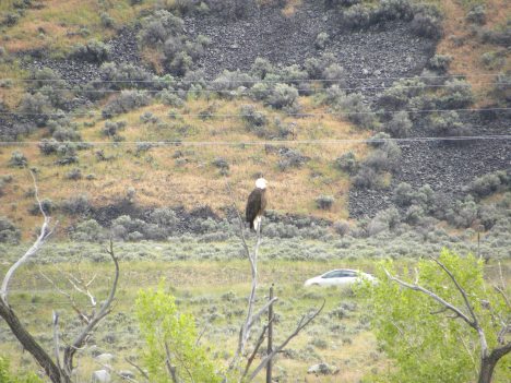 Bald Eagle