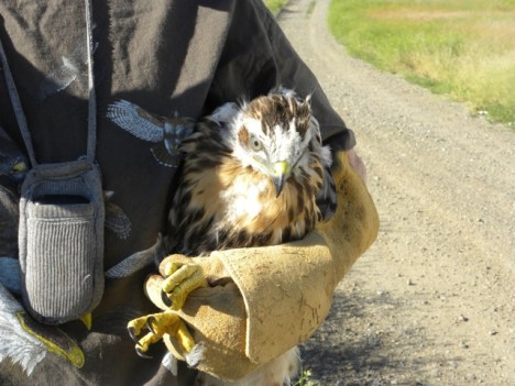 The young Red-tailed