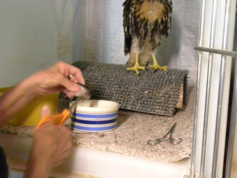Cutting up mice for the young Red-tailed