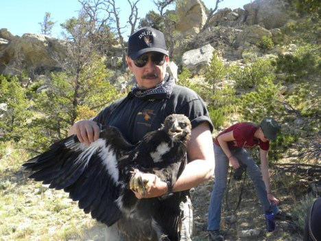 Chuck Preston with chick after banding