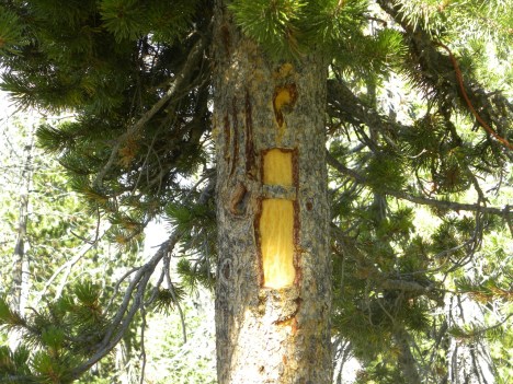 This tree has a blaze and to the left a bear left its own blaze