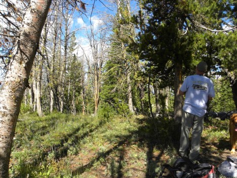 At least 75% of this Whitebark forest is dead; in other places on Windy it is more like 90%