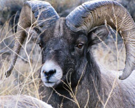 Rocky Mountain Bighorn sheep