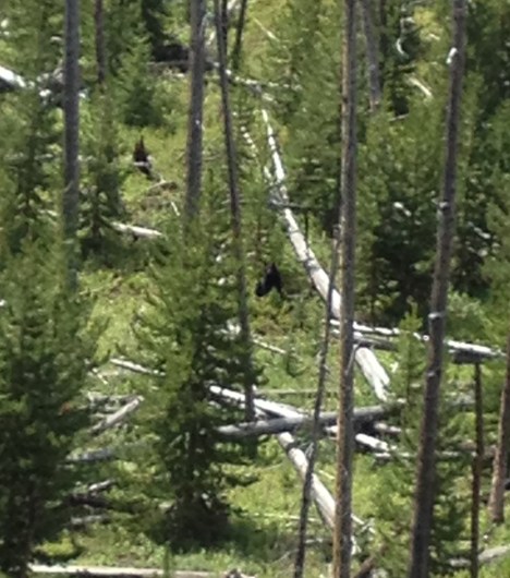 Sorry he looks so far away.  iPhone photo, but he is just across the creek looking back at me and Koda