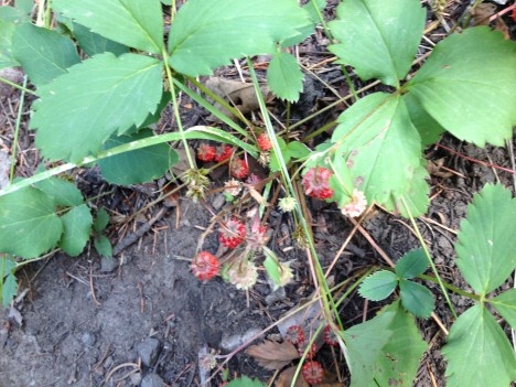 You recognize this garden delectible