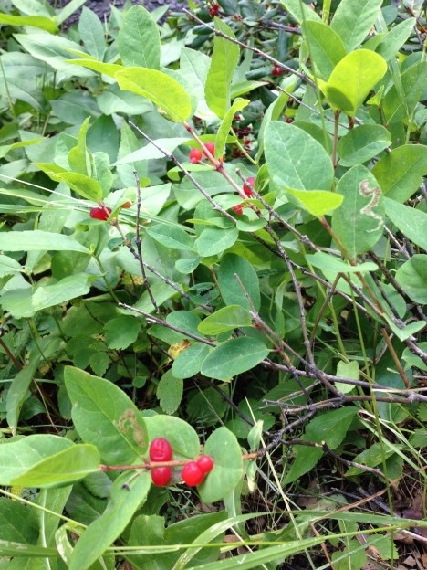 These are not edible.  They are in the honeysuckle family.