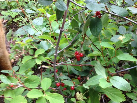 Buffalo Berries
