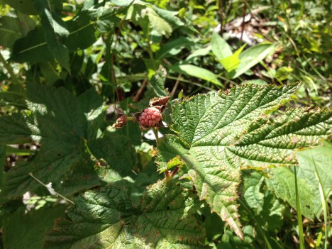 Thimbleberry not quite ripe.  Yummy