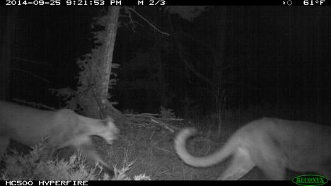Two adult cougars travel together