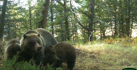 Grizzly mom with two cubs of the year near my house