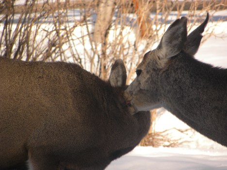 A buck mule deer spends time grooming his friend