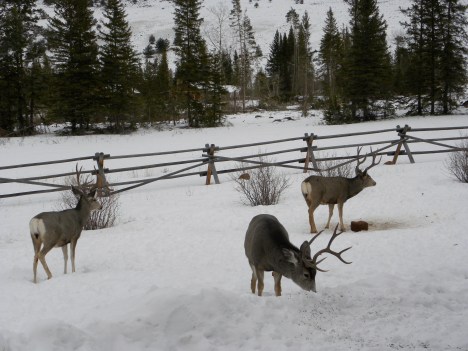 Mule deer bucks