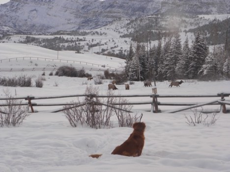 Koda observes elk feeding